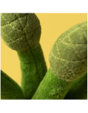 Peluche Jellycat Amuseables Asparagus – Asperge en peluche