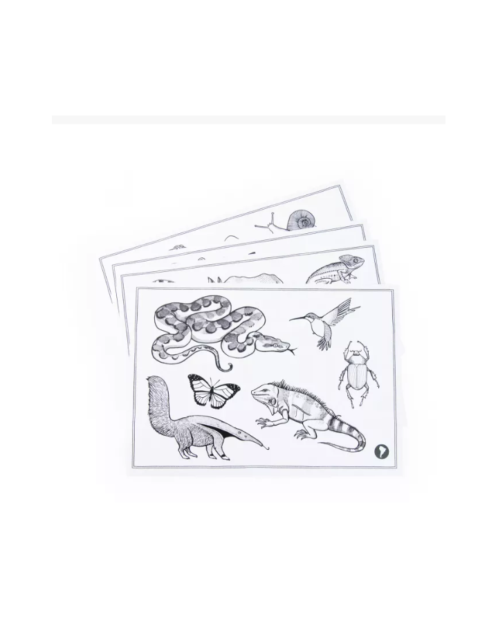 Tablette Lumineuse Kidywolf x Moulin Roty – Tablette de dessin enfant
